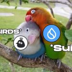 Birds là gì? Hướng dẫn săn airdrop dự án được chính chủ SUI shill